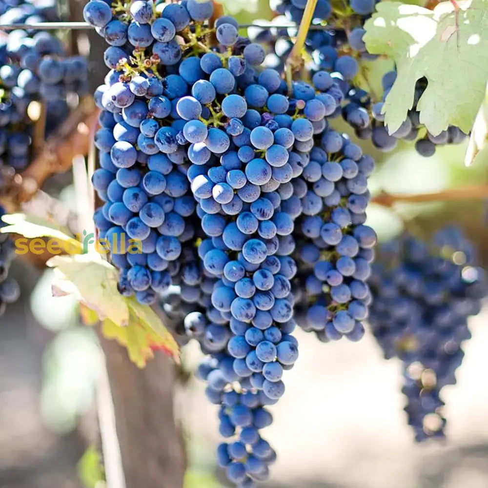 Blue Grape Fruit Planting Seeds for Home Gardens