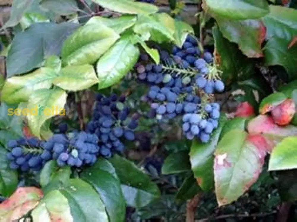 Blue Grape Fruit Planting Seeds For Home Gardens heirloom non-gmo organic garden seeds
