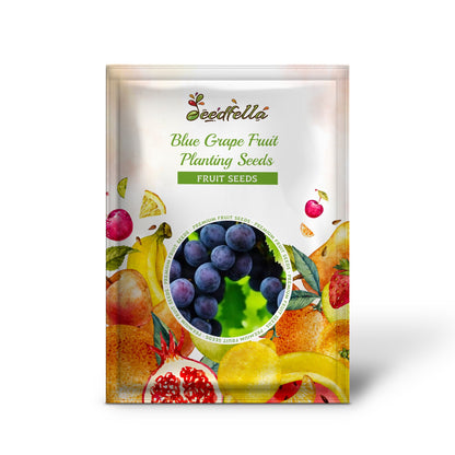 Blue Grape Fruit Planting Seeds for Home Gardens