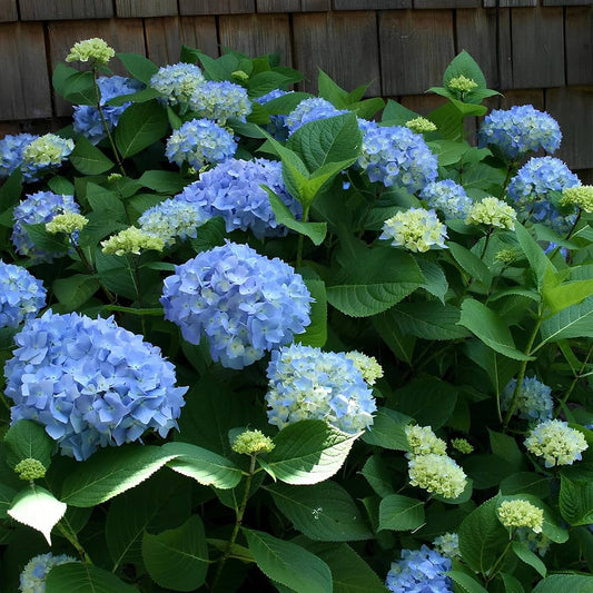 Blue Hydrangea Seeds for planting in home gardens