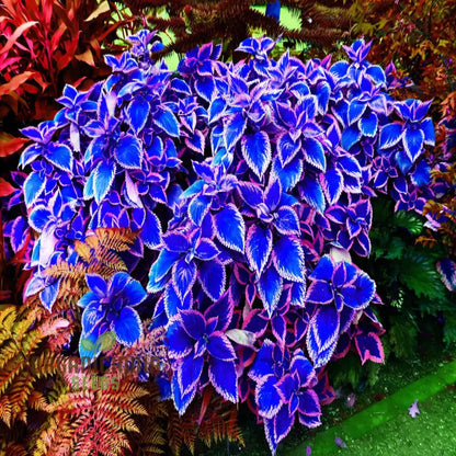 lavender coleus plant Blue-White Coleus Herb Seeds for Planting – Heirloom, Non-GMO, Easy to – Pure Asia Seeds