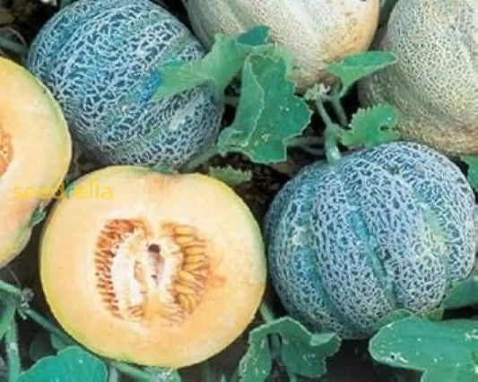 Blue Minnesota Melon Seeds For Planting heirloom non-gmo organic garden seeds