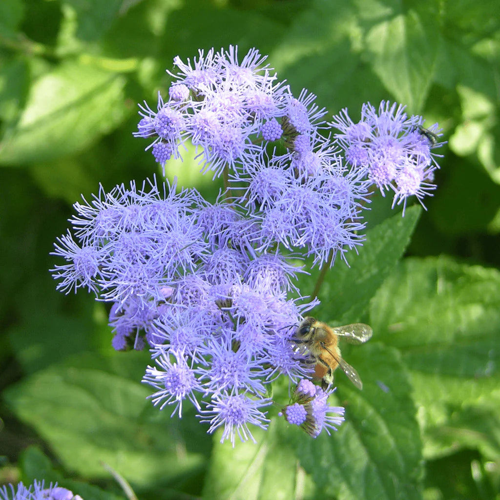 Blue Mist Hardy Ageratum Flower Seeds