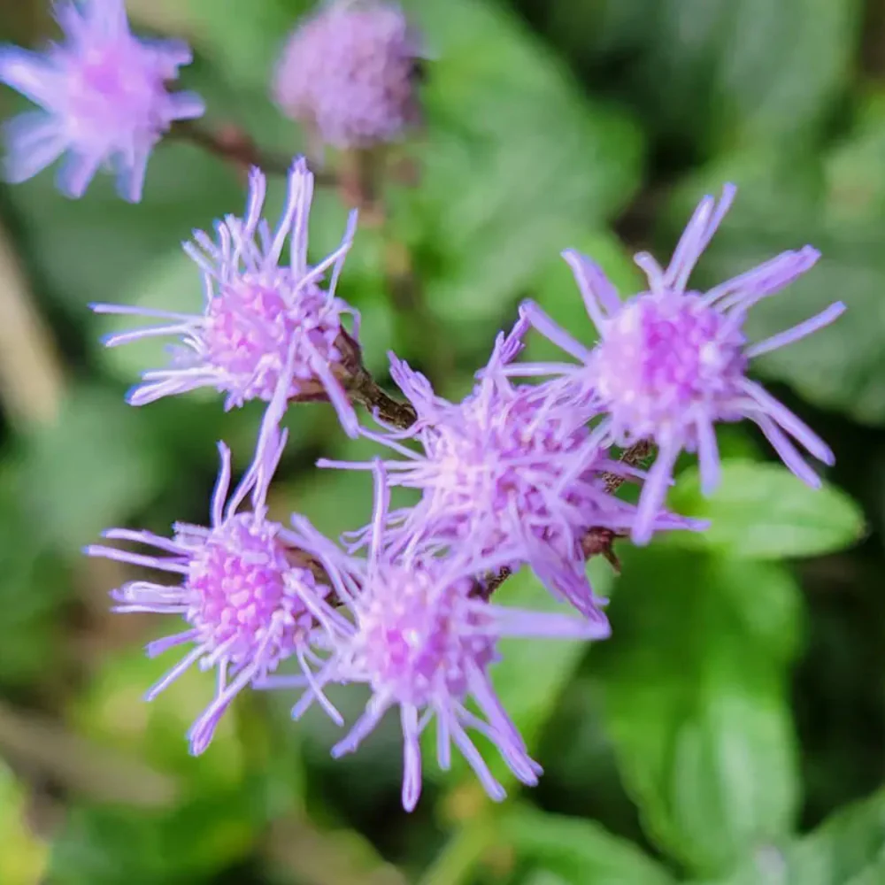 Blue Mistflower Seeds