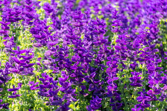 Blue Monday Clary Sage Salvia Viridis Horminum Herb Flower Seeds heirloom non-gmo organic garden seeds