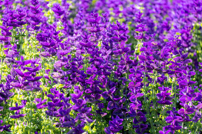 Blue Monday Clary Sage Salvia Viridis Horminum Herb Flower Seeds heirloom non-gmo organic garden seeds