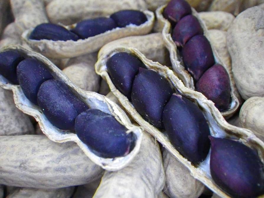 Blue Peanut Seeds – Ideal For Planting heirloom non-gmo organic garden seeds
