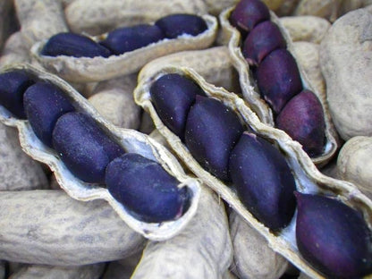 Blue Peanut Seeds – Ideal For Planting heirloom non-gmo organic garden seeds