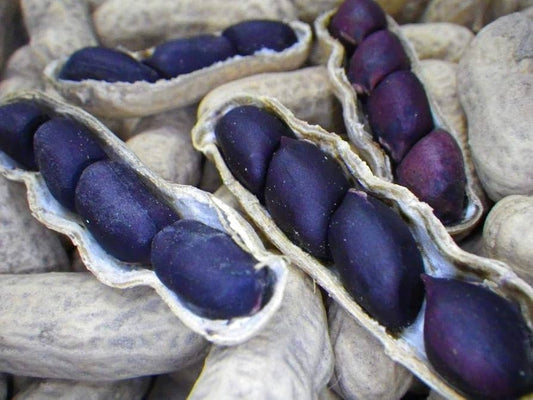 Blue Peanut Seeds – Ideal For Planting heirloom non-gmo organic garden seeds