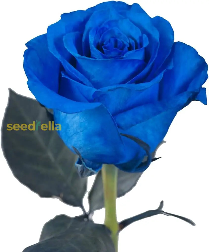 Blue Rose Flower Seeds  Cultivate Unique Blooms In Your Garden