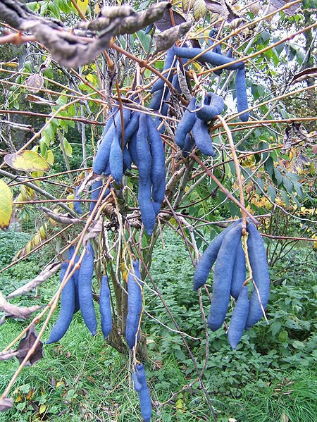 Blue Sausage Fruit Decaisnea Fargesii Edible & Ornamental Tree Shrub Seeds heirloom non-gmo organic garden seeds