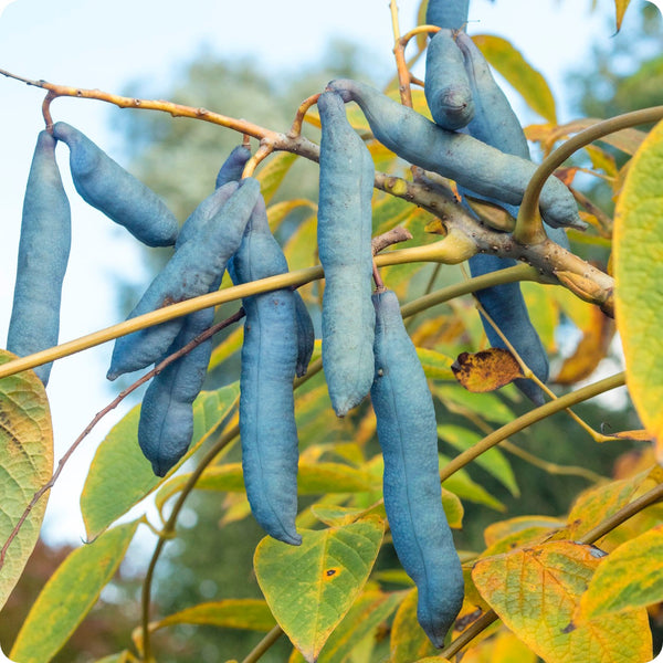 Blue Sausage Fruit Solanum Sambucifolium Seeds heirloom non-gmo organic garden seeds
