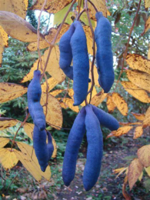 Blue Sausage Fruit (Solanum sambucifolium) Seeds