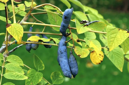 Blue Sausage Fruit Seeds for Planting Premium Quality
