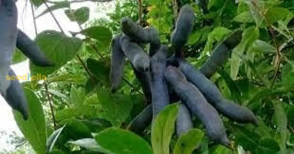 Blue Sausage Fruit Seeds For Planting Premium Quality heirloom non-gmo organic garden seeds
