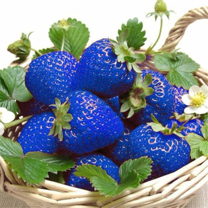 Strawberry Fruit Seeds Planting Blue heirloom non-gmo organic garden seeds