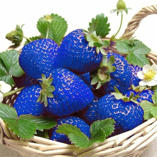 Strawberry Fruit Seeds Planting Blue heirloom non-gmo organic garden seeds