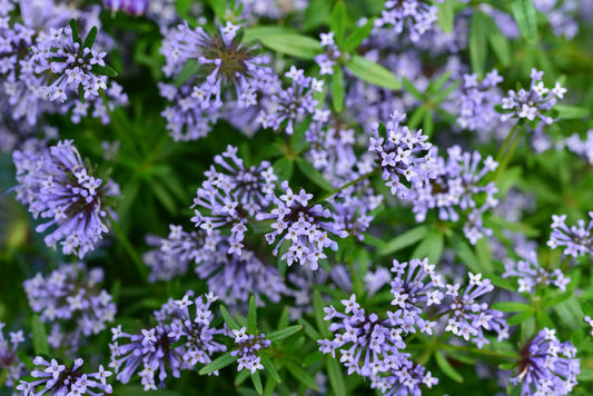 Blue Surprise Woodruff Asperula Orientalis 'Azura' Herb & Flower Seeds heirloom non-gmo organic garden seeds
