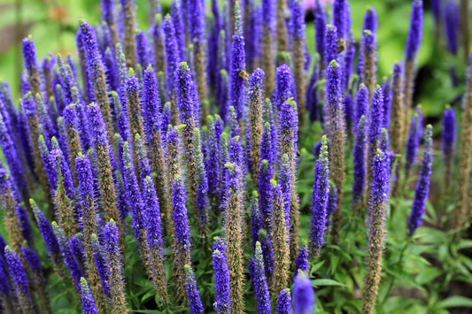 Blue Bouquet Veronica Spicata Spike Speedwell Herb & Flower Seeds heirloom non-gmo organic garden seeds