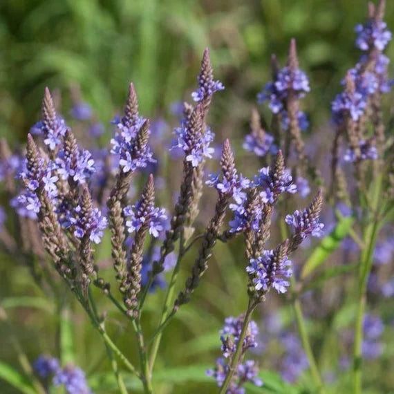 Blue Vervain Flowering Seeds for Planting