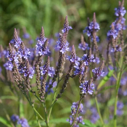 Blue Vervain Flowering Seeds for Planting