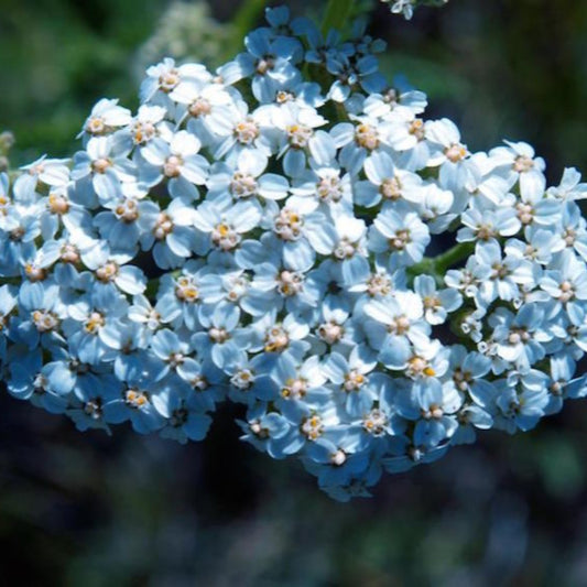 Achillea 'Lachmann’s Blue' Seeds - Cool Blue Perennial with Delicate Flower Clusters