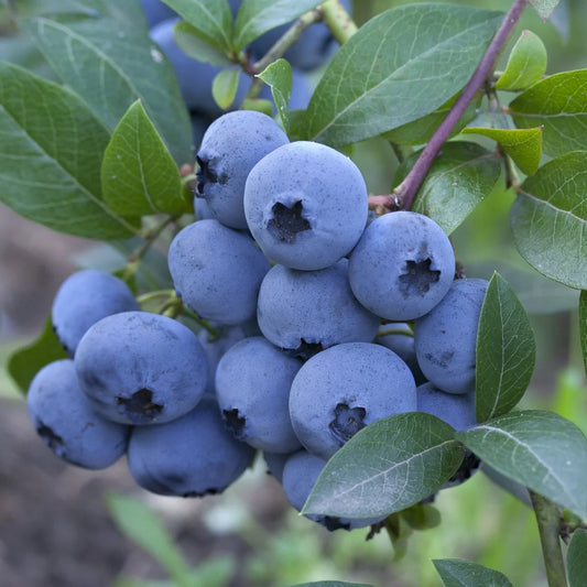 Blueberry Fruit  Seeds