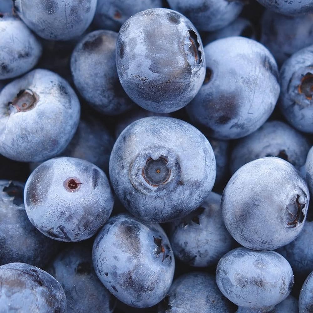 North American Blueberry Seed Mix for Fruitful Garden Growing