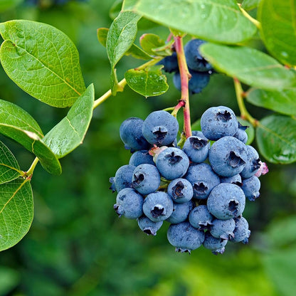 North American Blueberry Seed Mix for Fruitful Garden Growing