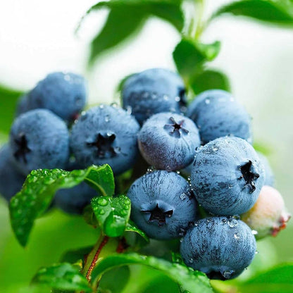Heidelbeersamen Pflanzset zum Anbau frischer Heidelbeeren