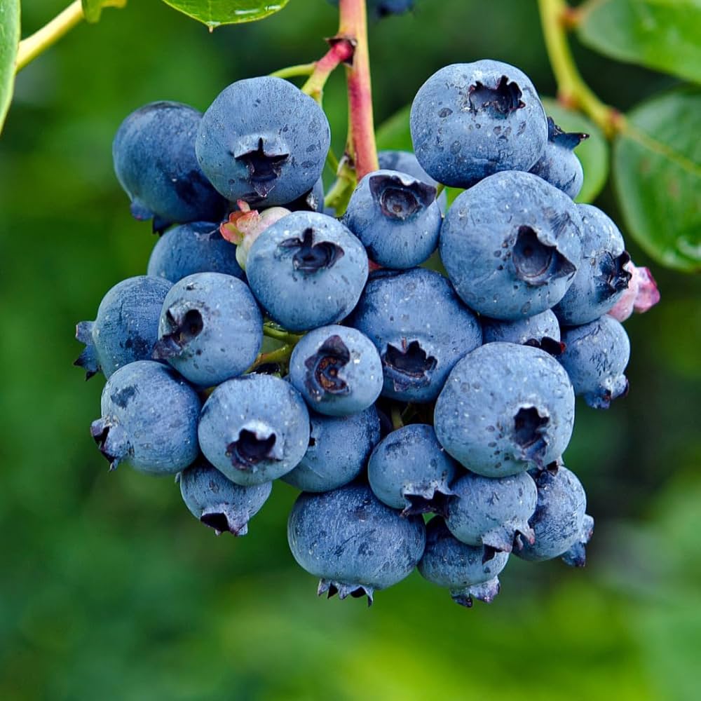 Blueberry Fruit Seeds For Planting Vaccinium Corymbosum Berry Patch Home Garden heirloom non-gmo organic garden seeds