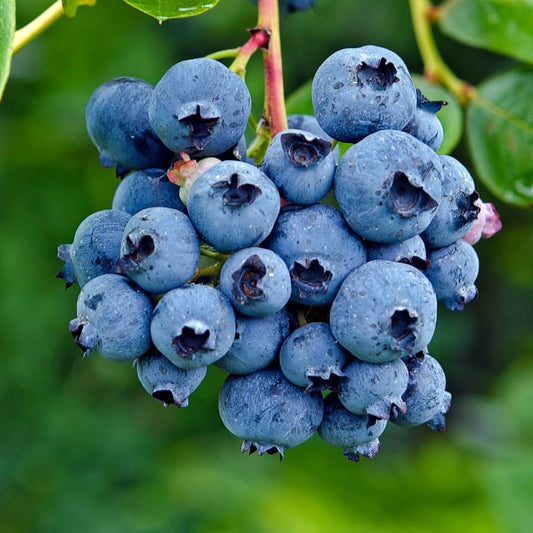 Blueberry Fruit Seeds For Planting Vaccinium Corymbosum Berry Patch Home Garden heirloom non-gmo organic garden seeds