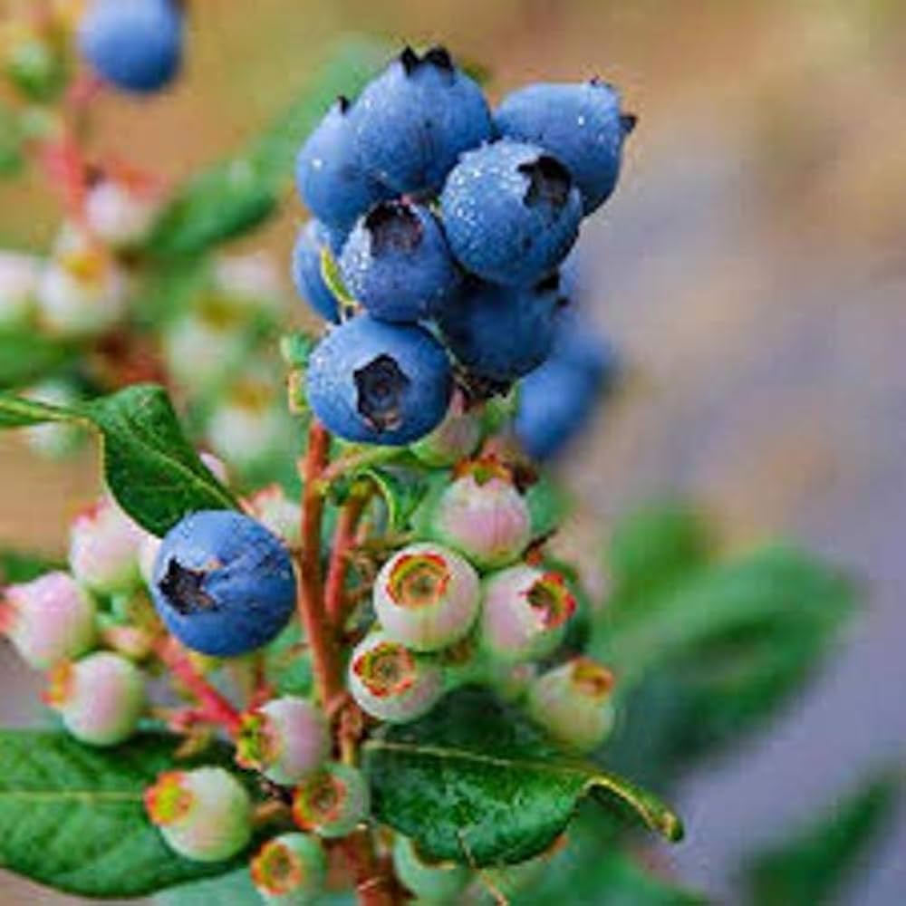 Blueberry Super Sweet Vaccinium Corymbosum Seeds For Planting Fruit Garden Edible Landscape heirloom non-gmo organic garden seeds