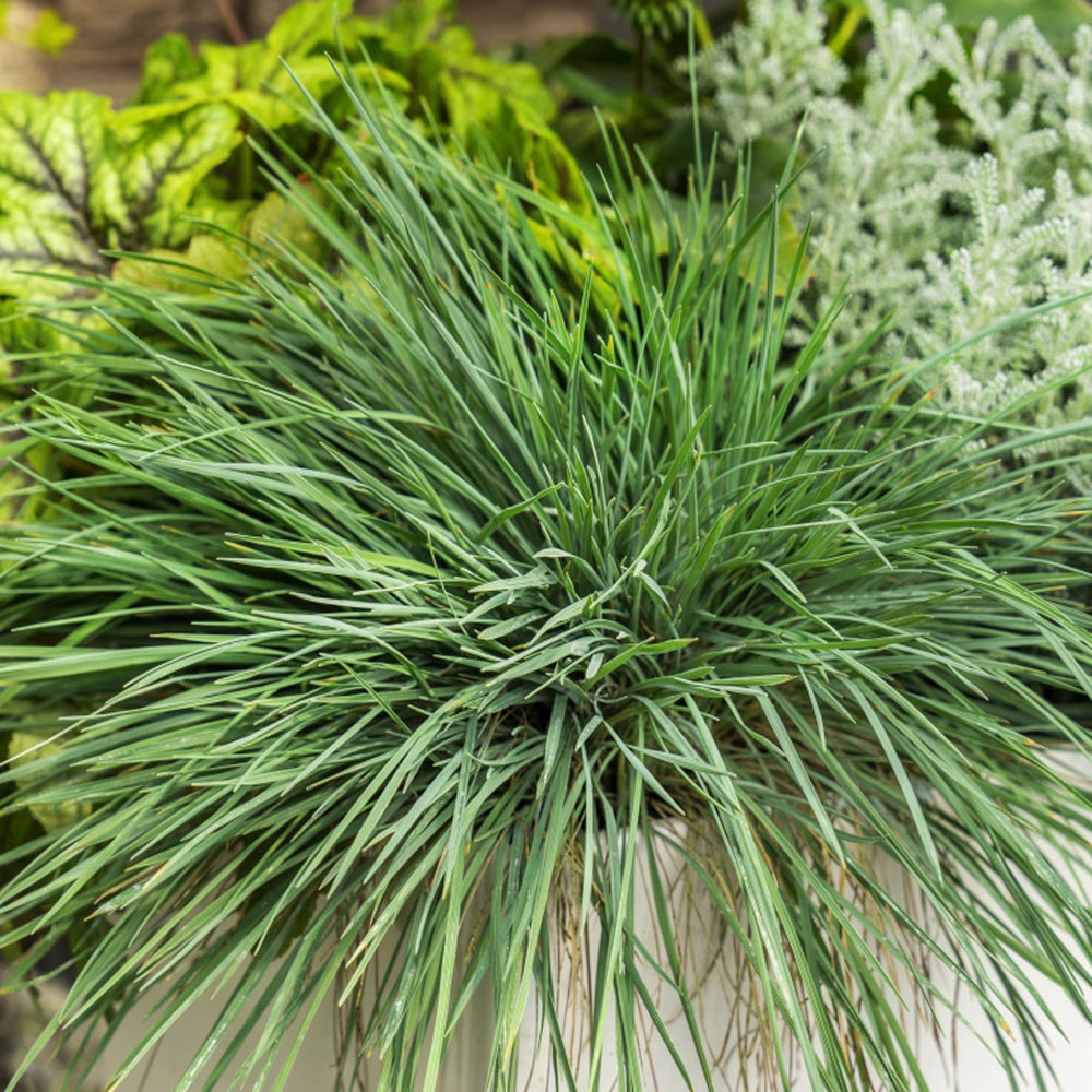 Weeping Lovegrass Herb Seeds