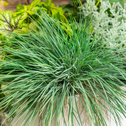 Weeping Lovegrass Herb Seeds