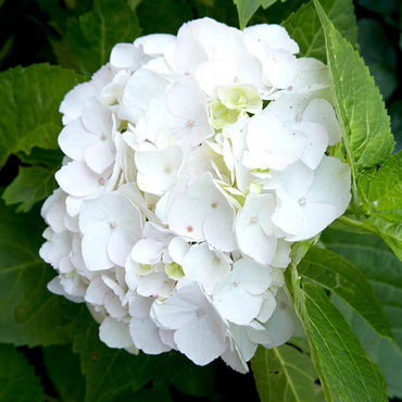 White Hydrangea Flower Seeds