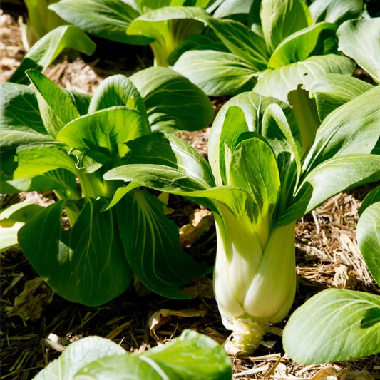 パクチョイ・チンゲンサイ 野菜の種