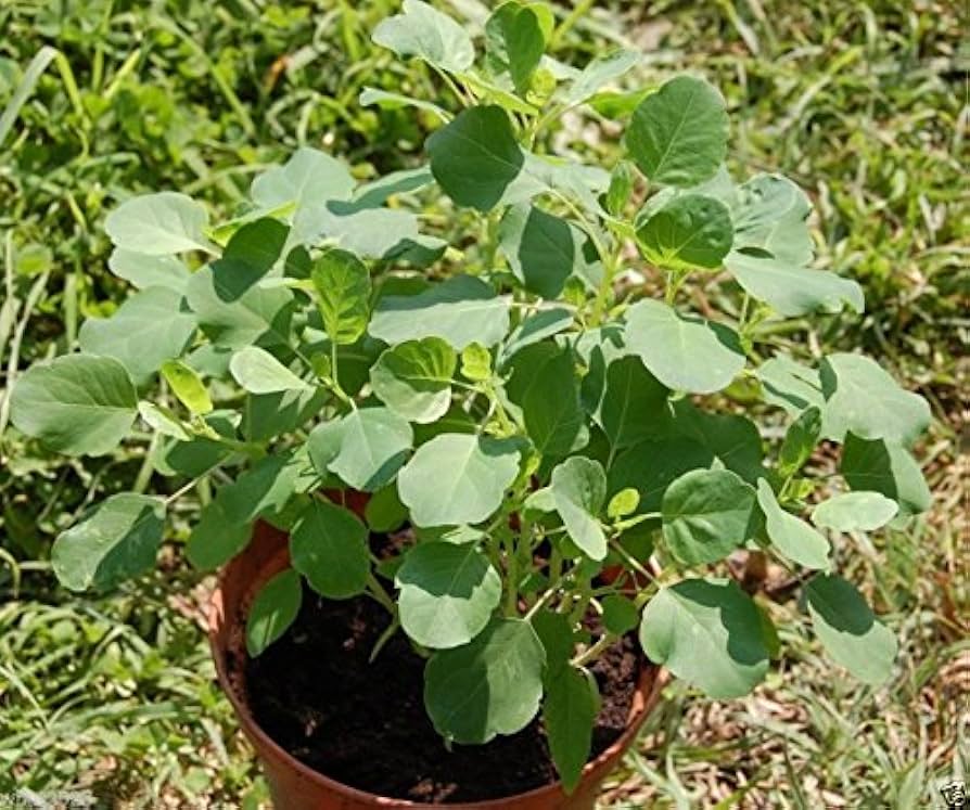 Papalo (Porophyllum ruderale) - 25 Yerba Porosa, Summer Cilantro, Bolivian Coriander Culinary Herb Seeds