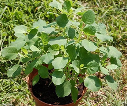 Papalo (Porophyllum ruderale) - 25 Yerba Porosa, Summer Cilantro, Bolivian Coriander Culinary Herb Seeds