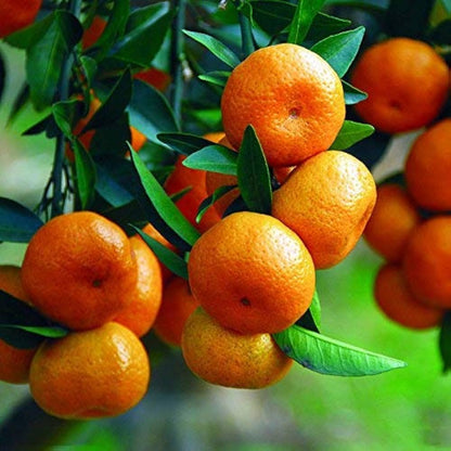 orange tree bonsai from seed Bonsai Fruit Tree Seeds Kiwi Cherry Apple Orange For Unique Bonsai Gardens Organic Garden Seeds – Pure Asia Seeds