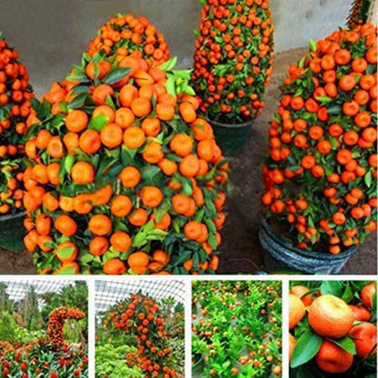 Bonsai Fruit Tree Seeds Kiwi Cherry Apple Orange For Unique Bonsai Gardens heirloom non-gmo organic garden seeds