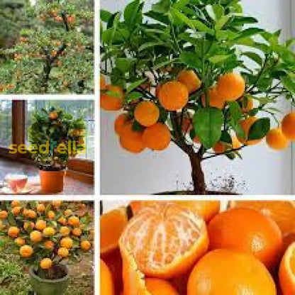Bonsai Orange Tree Seeds For Indoor Outdoor Planting heirloom non-gmo organic garden seeds