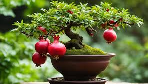 Bonsai Pomegranate Fruit Seeds for Planting Mini Trees