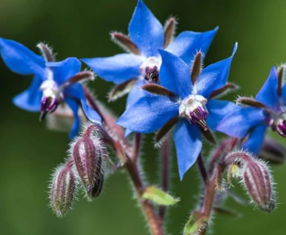 Star-Shaped Blue Borage Flower Close-Up