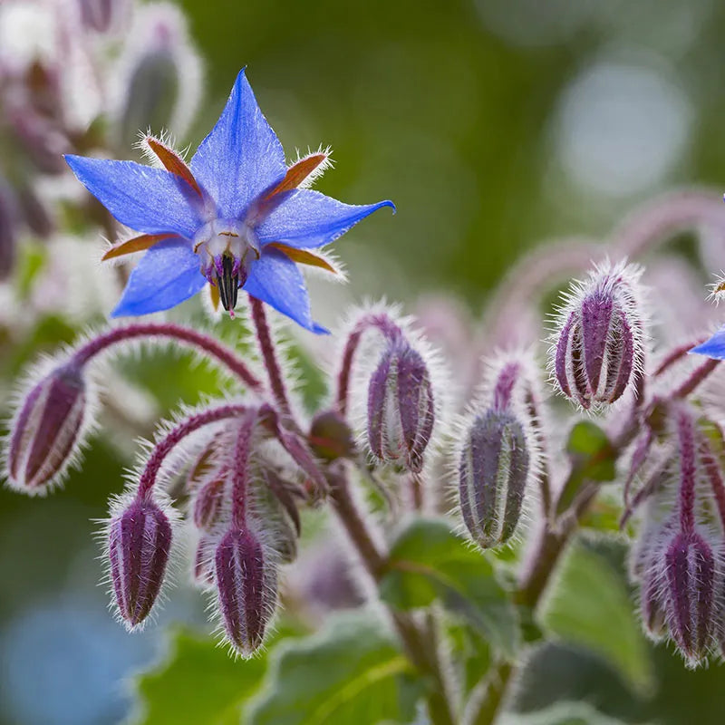 Blue Borage Seedlings Growing in Soil