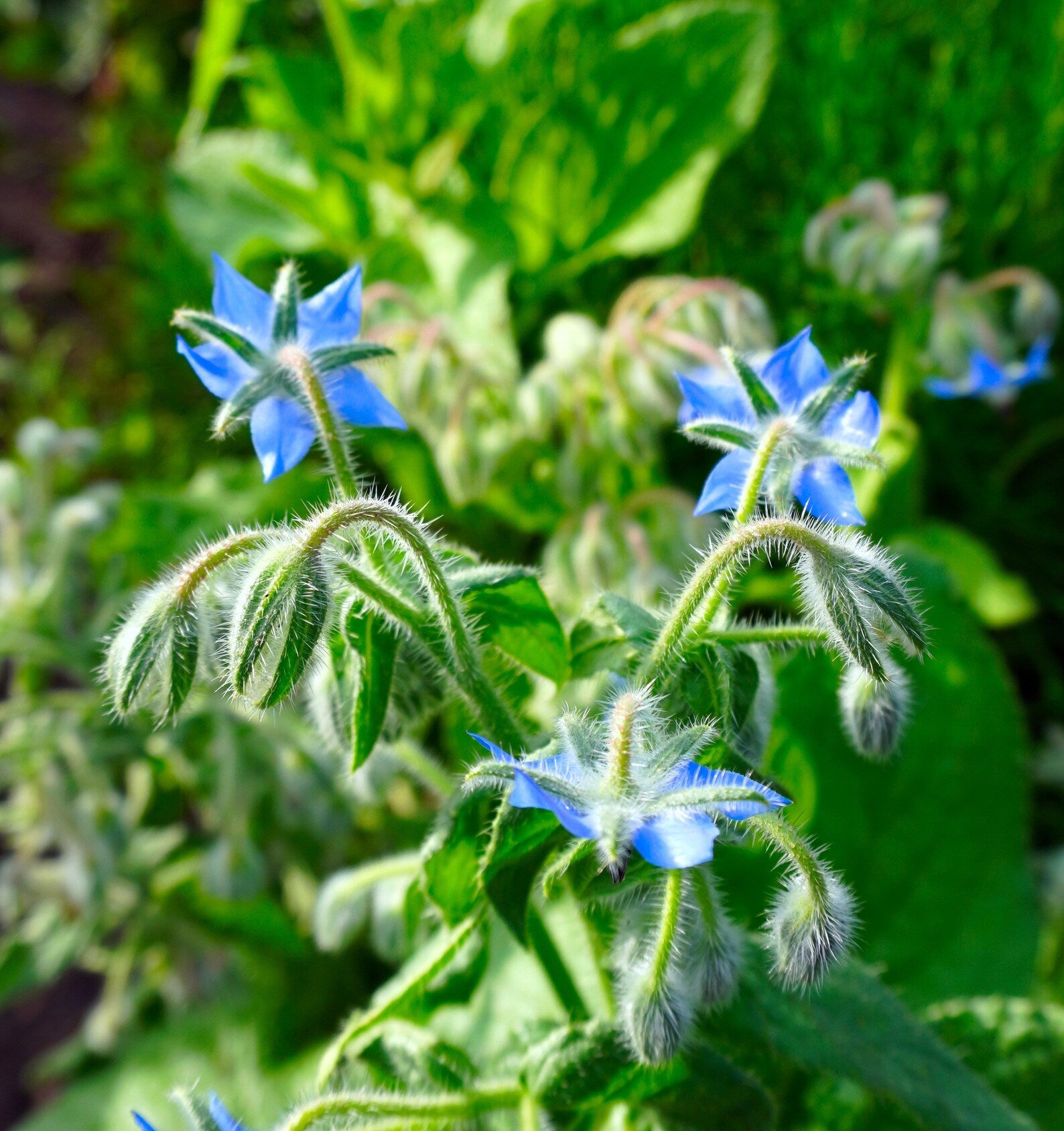Borage Borago Officinalis Seeds heirloom non-gmo organic garden seeds