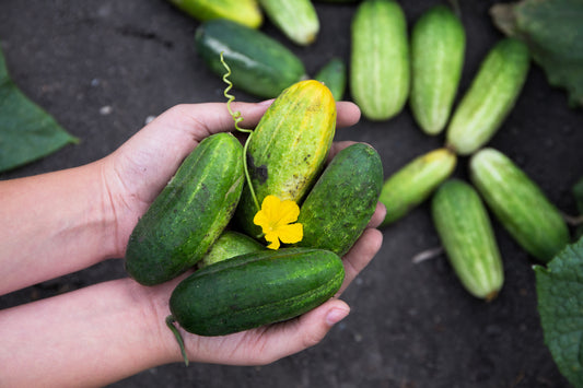 Boston Pickling Cucumber Heirloom Cucumis Sativus – Fruit & Vegetable Seeds heirloom non-gmo organic garden seeds