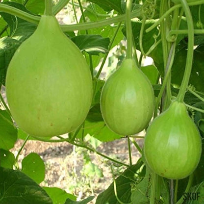 Bottle Gourd Seeds For Planting Lagenaria Siceraria Vegetable Patch Vertical Garden heirloom non-gmo organic garden seeds