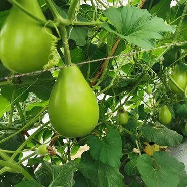 Bottle Gourd Seeds for Planting Lagenaria Siceraria vegetable patch vertical garden