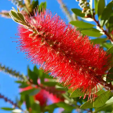 Red Callistemon Flower seeds for Planting - Sun Loving, Heirloom & GMO Free Seeds for Home Garden